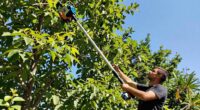 top cordless tree trimmers