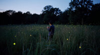 How AI Helped Shape “Luciole — The Synchronous Fireflies Of Vallon Creux”